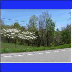 dogwood-trees-in-tennessee.jpg