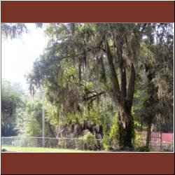 lovely-spanish-moss.jpg