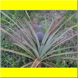 this-is-how-the-pineapple-grows.JPG