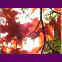 closeup-maple-leaves-japan.jpg