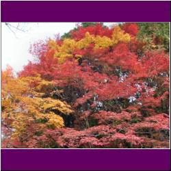 fall-colors-philosophers-walk-kyoto.jpg