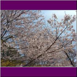 gorgeous-cherry-blossoms-osaka-japan.jpg