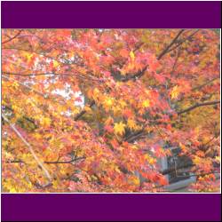 nanzenji-fall-colors-kyoto.jpg