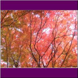 red-maple-trees-philosophers-walk-kyoto.jpg