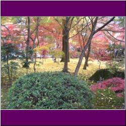 yellow-carpet-of-leaves-nanzenji-temple-kyoto.jpg