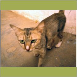phnom-penh-skinny-cat.jpg