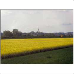 german-rapeseed-field.JPG