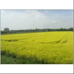 yellow-rapeseed-field.JPG