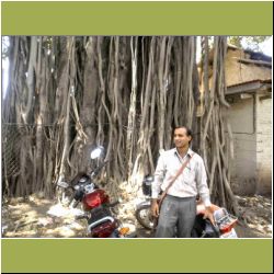 s-banyan-tree.jpg