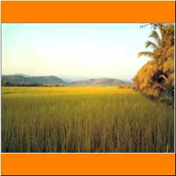 beautiful-rice-paddy-phrao-thailand.jpg