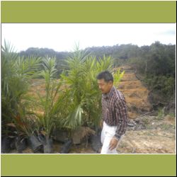 close-to-planting-young-oil-palms.jpg