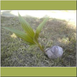 coming-up-coconuts.jpg