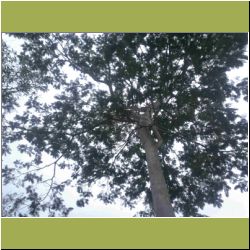 jungle-trees-keningau.jpg