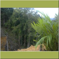 make-way-for-oil-palms.jpg