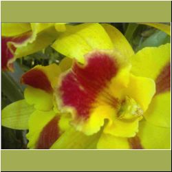 thai-orchid.jpg