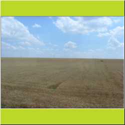 romania-wheat-field.JPG