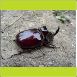 romanian-rhinocerous-beetle.JPG