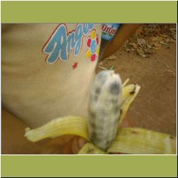 black-seed-banana.jpg