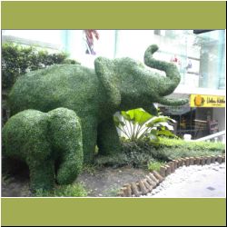 elephant-bush.jpg