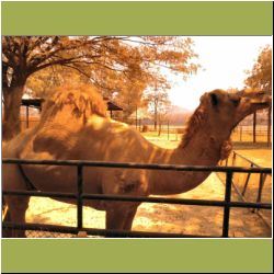 chokchai-farms-camel.JPG