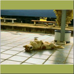 thai-dog-sleeps-on-back-on-train-platform.jpg