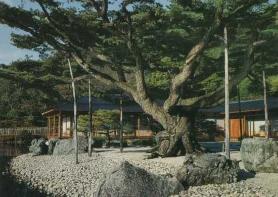 Pic of old pine tree in beautiful park - Ritsurin Park, Takamatsu, Japan 栗林公園